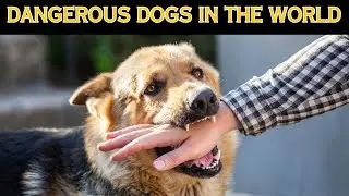 World's Top 10 Dangerous Dogs Breed | illegal dogs report