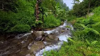 Soothing River Sounds Flowing Through a Peaceful Forest Escape