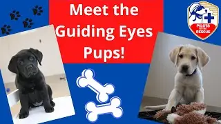 Transporting 9 Guiding Eyes for the Blind Dogs