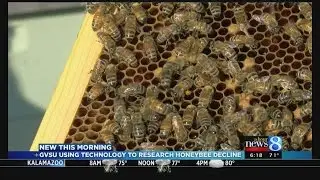 GVSU computer experts study nationwide honeybee decline