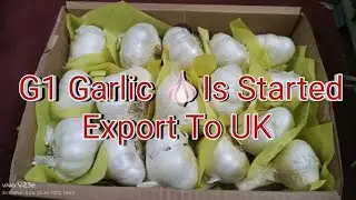 G 1 Garlic Is Started Exporting To UK