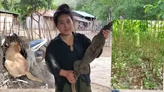 Muag yub ntoo yas thiab nab Qa loj kawg. 01/06/2023.