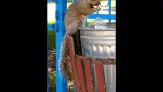 Squirrel!