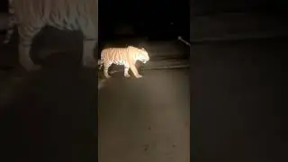 tiger near my Village