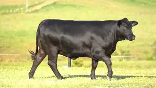 Lot 4 - BARRONESSA ASPEN C3S3 (P)