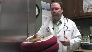 Dog & Cat Diseases : Signs of Feline Diabetes