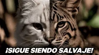 El gato no es una mascota: Su ADN no ha cambiado en 10.000 años
