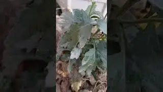 Deadheading! 🤔 It's a gardening technique where you remove spent flowers from plants😊