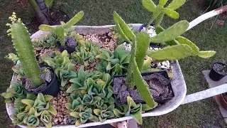 QUINTAL E COLEÇÃO DE SUCULENTAS DE MINHA IRMÃ! MUITAS KALANCHOES