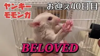 【100日後にベタ慣れになるヤンキーモモンガ】お迎えして40日経ったらBELOVEDだった。