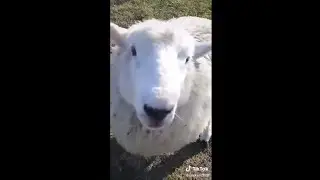 Gaucho Con Su Oveja En Tik Tok #Oscar PARTE 1