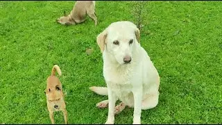 Dog Puppy Sheep transhumance 🤠