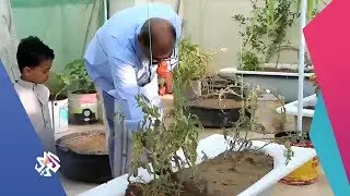 العربي اليوم│اليمن: مواطن يحقق اكتفاء ذاتيا بزراعة الخضراوات فوق سطح بيته