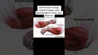 melatih otot lengan