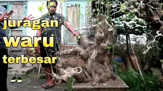 Penasaran Cek Perkembangan Bonsai Waru Super Jumbo
