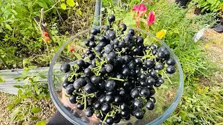 The Fall Greenhouse |  Harvesting GARDEN HUCKLEBERRIES | Grow 3 GALLONS Of FRUIT In ONE Season!!