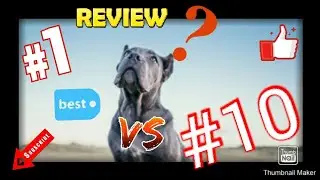 Top 10 High Energy Dog Breeds