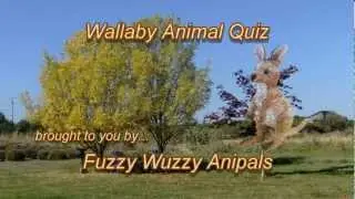 Wallaby Animal Quiz for Kids