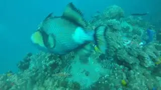 Angry trigger fish, Ko Tao / Twins
