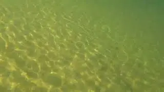 we were on Payette Lake North River and found a Chinnock Salmon video 2