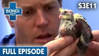 Family Accidentally Squashed a Cockatiel | Bondi Vet Season 3 Ep 11 | Bondi Vet Full Episodes
