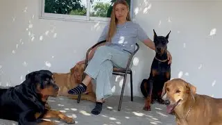 What It’s Really Like Living With 3 Male Guardian Breeds in Your 20’s | Rottweiler, Bandog, Doberman