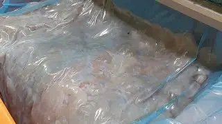 Вакуумная упаковка курицы с 14-дневным сроком хранения с помощью Hacona VI–2520 в Dolav