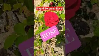 Ingrid Bergman Rose, Dame de C&oelig;ur Rose, Victor Hugo Rose, Queen of Hearts Rose, Black Baccara...