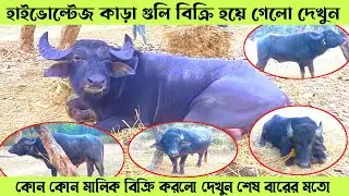 হাইভোল্টেজ কাড়া গুলি বিক্রি হয়ে গেলো💠কোন কোন মালিক বিক্রি করলো দেখুন শেষ বারের মতো || 