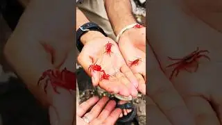 Check out these fun, unique little red crabs 🦀 found in Konkan!! #crab #crabs #konkan