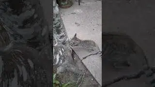 Kittens in the Garden