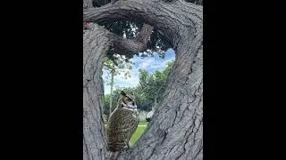 Owl Perched on a Tree | A Video C | beautiful animals |