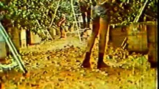 We grow apricots (Mooroopna)