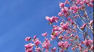 Royalty free Videos for YouTube - Cherry Blossom