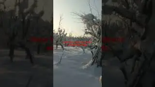 #Snow# turns #noise into #silence #and #land #into #magic.#