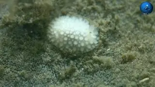 2019-09-29 Onchidoris og Polycera i Trykkerdammen