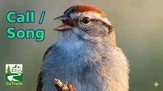 Chipping sparrow bird call / singing / sounds