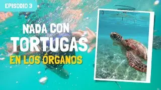 LOS ÓRGANOS: Nado con TORTUGAS 🐢 l ¿Cuánto cuesta? ¿Cómo llegar? ¿Dónde comer? - PIURA #3
