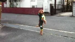 Standing Toy Poodle in a doragon 