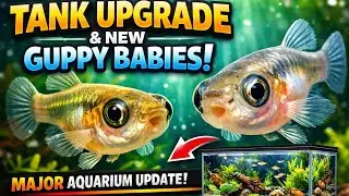 Tank Upgrade + Newborn Guppy Babies 🐟 | Big Surprise!