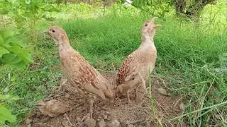 Dakhni teetar ki awaz teetar hunting sound teetar ki awaz partridge hunting sound irani teetar