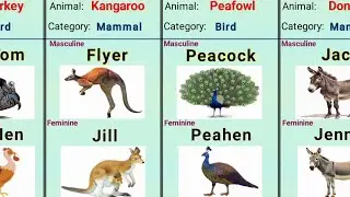 Male vs Female Animal Names | Gender of Animals Part - 2