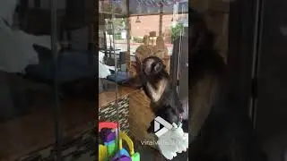 Monkey window cleaner || Viral Video UK