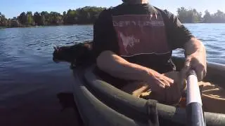 Thirsty boatcat