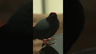 Lace-Tailed Manakin Pt 1 #learn #bird #manakin #wildlifeeducation #dallasaquarium