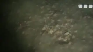 Scientists stunned by undersea swarm of crabs