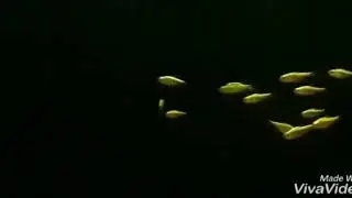 Gold Tetra