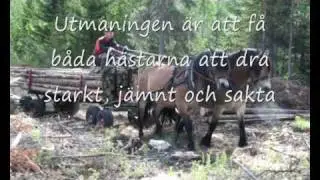 Skogskörning med parhästar.wmv
