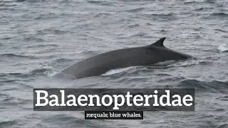 What is Balaenopteridae? | How Does Balaenopteridae Look? | How to Say Balaenopteridae in English?
