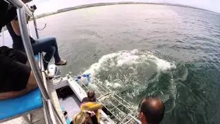 White Shark Africa Internship Promotional Video